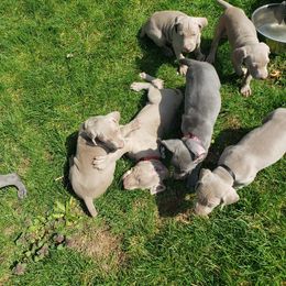 Weimaraner Puppies from Miller's Weimaraners