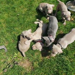 Weimaraner Puppies from Miller's Weimaraners