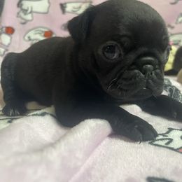 Tina - Black female Pug puppy in Hanover, Virginia from Pure Pugs