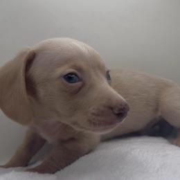 Boy 1 - Cream male Dachshund puppy in Bakersfield, California from KC Doxies