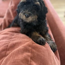 Ava - female Bernedoodle puppy in Sarasota, Florida from Doodle Lovin