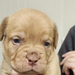 Female 1 - Fawn female Dogue de Bordeaux puppy in Mazomanie, Wisconsin from Blue Horizons Bordeaux