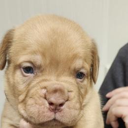 Female 1 - Fawn female Dogue de Bordeaux puppy in Mazomanie, Wisconsin from Blue Horizons Bordeaux