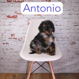 Antonio - Blue merle male Aussiedoodle puppy in Calhoun, Georgia from Happy Top Doodles