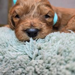 Zeus - Red male Cavapoo puppy in Roseville, California from Heavenly Goldendoodles
