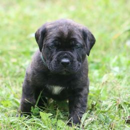 Boerboel Puppies from Northland Boerboels