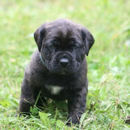 Boerboel Puppies from Northland Boerboels