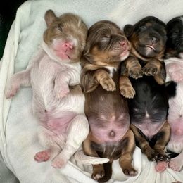 Cavapoo puppies from Sassy Sailor & Company