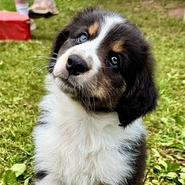 Electra - Black tri-color female Australian Shepherd puppy in Silverdale, Pennsylvania from Bedtime Story Australian Shepherds