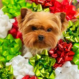 Sugar - Yorkshire Terrier