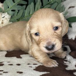 Ramsay - Cream male Dachshund puppy in Lakeland, Florida from Buckwild Doxies