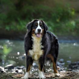 Mora - Bernese Mountain Dog
