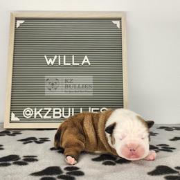 Willa - Red and white female Bulldog puppy in Hillsdale County, Michigan from KZ Bullies LLC