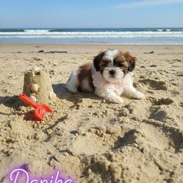 Shih Tzu Puppies from Cindy Hampton