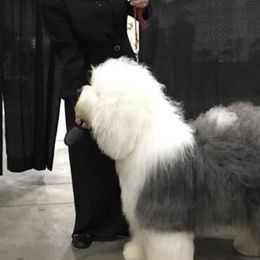 Old English Sheepdogs from Blue Denium's Old English Sheepdogs