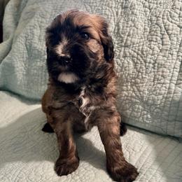 Boy 1 - Brown male Whoodle puppy in Concord, North Carolina from RockyRiverWhoodles