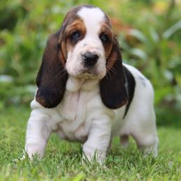Meg - Black white and brown female Basset Hound puppy in Pollock, Missouri from Northstar
