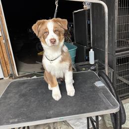 Sawyer - Red tri-color male Australian Shepherd puppy in Wheatland, Wyoming from WyoWinds Australian Shepherds