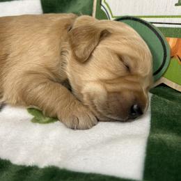 Male 2 - Black Collar - Golden male Golden Retriever puppy in Bonanza, Oregon from Gold 'N Dust Ranch