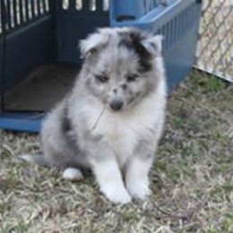 Shetland Sheepdog Puppies from September Morning Shelties