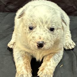 L64-03 - Blue mottled male Australian Cattle Dog puppy in Sheridan, Oregon from 6pk Cattledogs