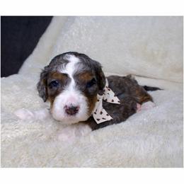 Clara - Merle female Bernedoodle puppy in Bowling Green, Ohio from Windy Creek Doodles