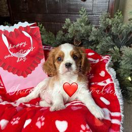 Poppy's Boy 2A - Blenheim male Cavalier King Charles Spaniel puppy in Loco, Oklahoma from Sweet Heart Cavaliers