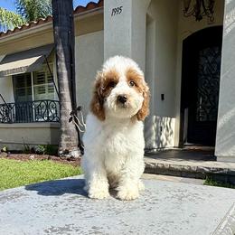 Boy 2 - Parti male Poodle puppy in San Diego, California from Goldendoodles & Poodles of San Diego
