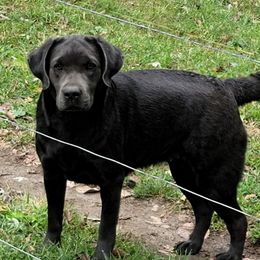 Kiyah - Labrador Retriever