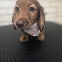 Lady - Chocolate female Dachshund puppy in Grant, Michigan from Red Pyne Dashchuands