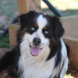 Hooey - Black tri male Miniature American Shepherd puppy in Lowgap, North Carolina from Ramblin’ Rose Mini's