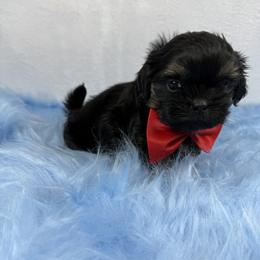 King louis - Black and tan male Shih Tzu puppy in Columbia, Kentucky from Lisa Bandy Luxe Shih Tzu