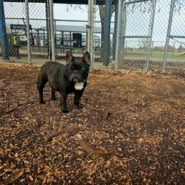 French Bulldog All Grown Up from Frenchie & Co.