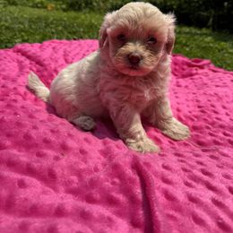 Tina - Apricot female Maltipoo puppy in Lancaster, Kentucky from Dream Paws Puppies, LLC