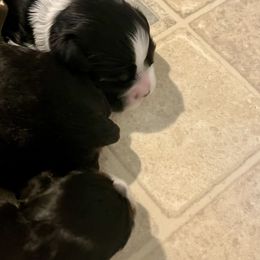 Carla - Black white and tan female Cocker Spaniel puppy in Renton, Washington from Cam’s Cockers