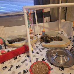 Boy 1 - Brindle Shih Tzu puppy in Cook County, Illinois from My Tzu Crew