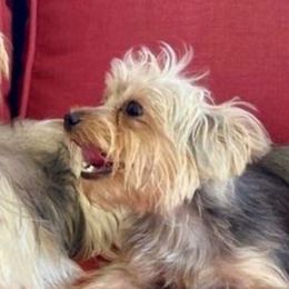 Yorkshire Terriers from Jaydas Lil Jewels