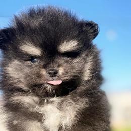 Miso - Black and tan female Pomeranian puppy in Winchester, California from Polina's Poms