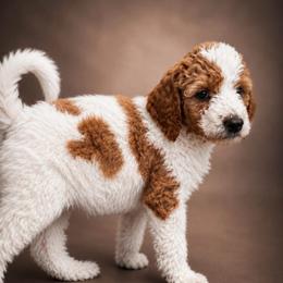 Sean - Parti male Goldendoodle puppy in Rocky Point, North Carolina from CelticDoods