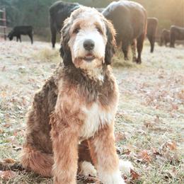 Bernedoodle All Grown Up from Backwoods Bernedoodles
