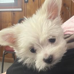 Maltese Puppies from Ayres to Heirs Puppy Co.
