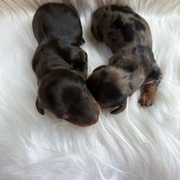 Onyx - Black and tan male Dachshund puppy in Grant, Oklahoma from Weenie World
