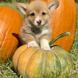Acorn - Red male Pembroke Welsh Corgi puppy in Marshall, Missouri from The King’s Corgis