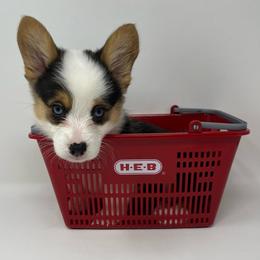 Biscuit - Black and tan female Pembroke Welsh Corgi puppy in Waco, Texas from The Comma Corgis