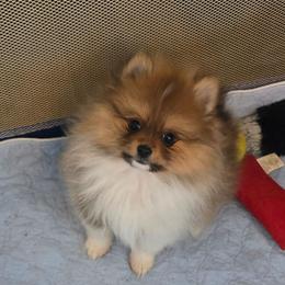 Orange Sable Girl - Orange parti female Pomeranian puppy in Ontario, Oregon from S'more Pomeranians