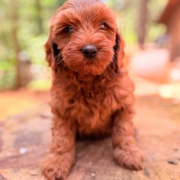 Hulk - Red  male Goldendoodle puppy in Pollock Pines, California from Penny Lane’s Doodles