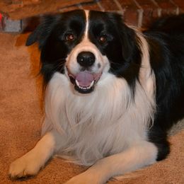 Reagan - Border Collie