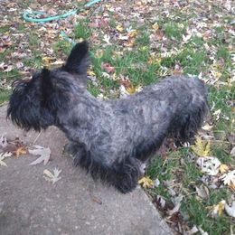 Scottish Terriers from Moore's We Little Farm AKC Scotties