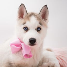 Golden Retriever, Miniature American Shepherd, and Siberian Husky Puppies from HuskiesAndGoldensWithFinesse