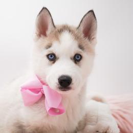Golden Retriever, Miniature American Shepherd, and Siberian Husky Puppies from HuskiesAndGoldensWithFinesse